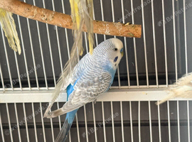 Adult Budgies Various colours