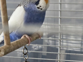 Baby budgies for sale