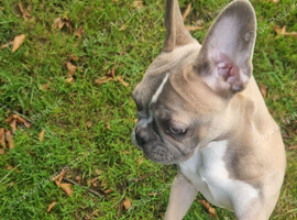 Gorgeous 6 month old frug