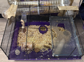 Dwarf hamster and cge