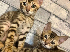 Beautiful Bengal Babies