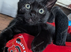 2 Adorable Kittens Looking for Their Forever Homes