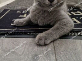 One kitten  left .sweet little blue Britishshorthair female kittens are available for sale