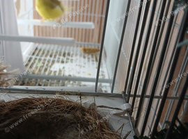 GOLDFINCH COCK AND CANARY HEN