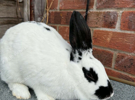 English Spot Rabbits for sale!
