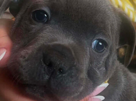 top tier pedigree staffys