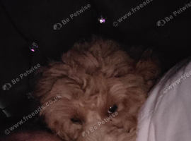 cavapoo puppy for sale