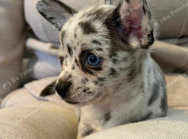 1 leftMerle female chihuahuas