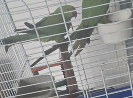 Indian ring nack parrot