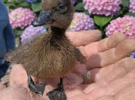 CAYUGA DUCKLINGS PURE BREED