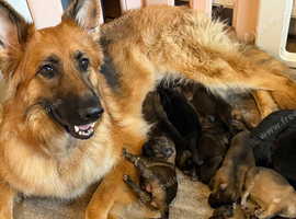 Beautiful German shepherd puppies