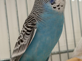 Sky Blue And White Male Budgie Ready Soon