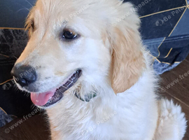 Golden retriever  boy