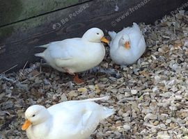 Cal ducks - White - this years