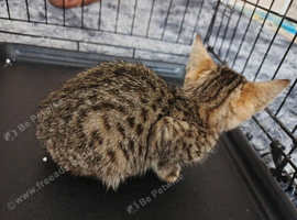 Bengal