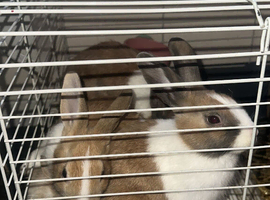 Beautiful Dutch Tri-Coloured Rabbit Looking for a Loving New Home
