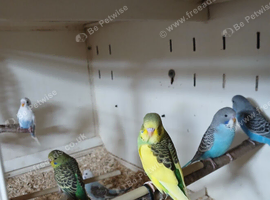 Young budgies