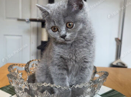 British short hair kittens