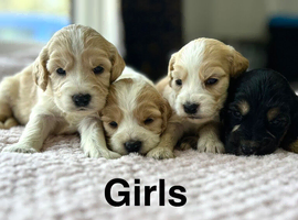 Stunning litter of cockapoo pups