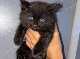 5 Maine coon kittens