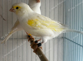 1 pair of canaries