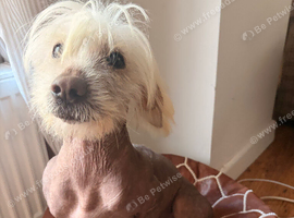 Chinese crested x spaniel