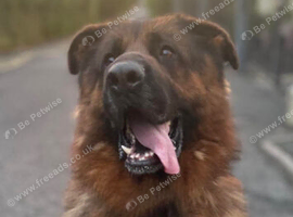 KC Registered German Shepard