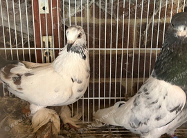 Free 20 pigeons