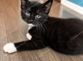 4 kittens