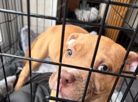 Pocket bully