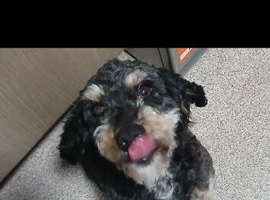 Dolly needs forever home