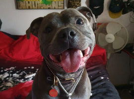 STUD. MY BLUE STAFF LOKI IS READY TO BREED