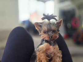 Tiny princess Coco