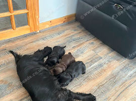 Gorgeous show cocker spaniel puppies