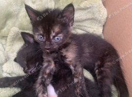 2 gorgeous kittens looking for there forever homes