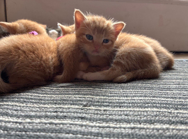 Kittens for sale