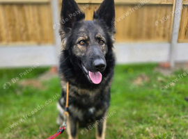 Stunning long coat german shepherd female