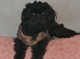 I have 4 Beautiful Cockerpoo x Poodle puppies