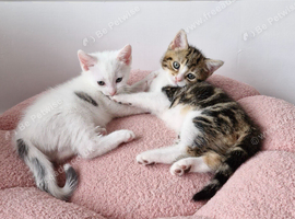 Kittens in Chorley