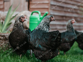 Point Of Lay Maran Hens
