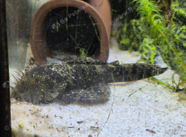 Breeding pair of Bristlenose plecs