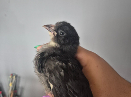 3 chicks needing a home with feed