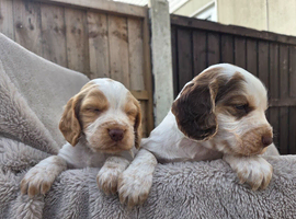 Kc registered cocker spaniels
