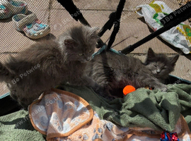 Ragdoll X British short hair kittens available ready now