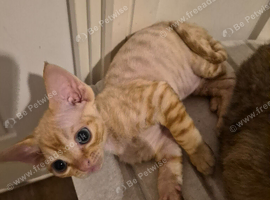 Devon rex boys