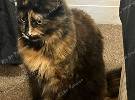 Cats named tinkerbelle and Jessie
