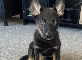 Shepard cross husky pups for sale