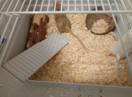 1x male 1x female gerbils male 1.5years female 9 months