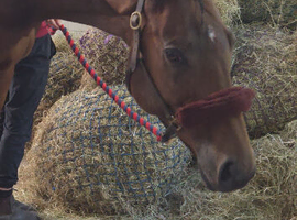REDUCED ) 16.1 TB GELDING ( 9YRS )