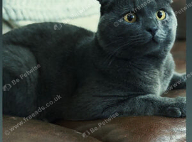 Stunning Male Scottish Fold